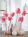 Anthura-Anthurium-Candy
