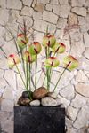 Anthura-Anthurium-Fortezza