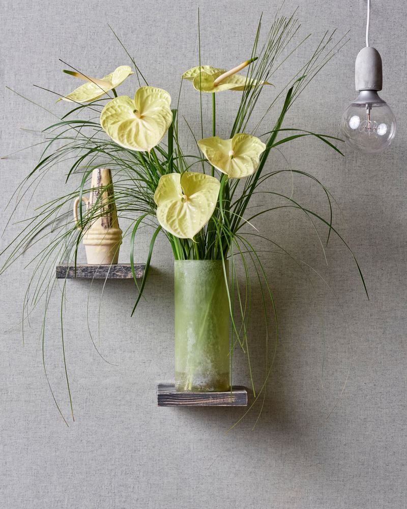 Marysia - Anthurium cut flowers | Anthura