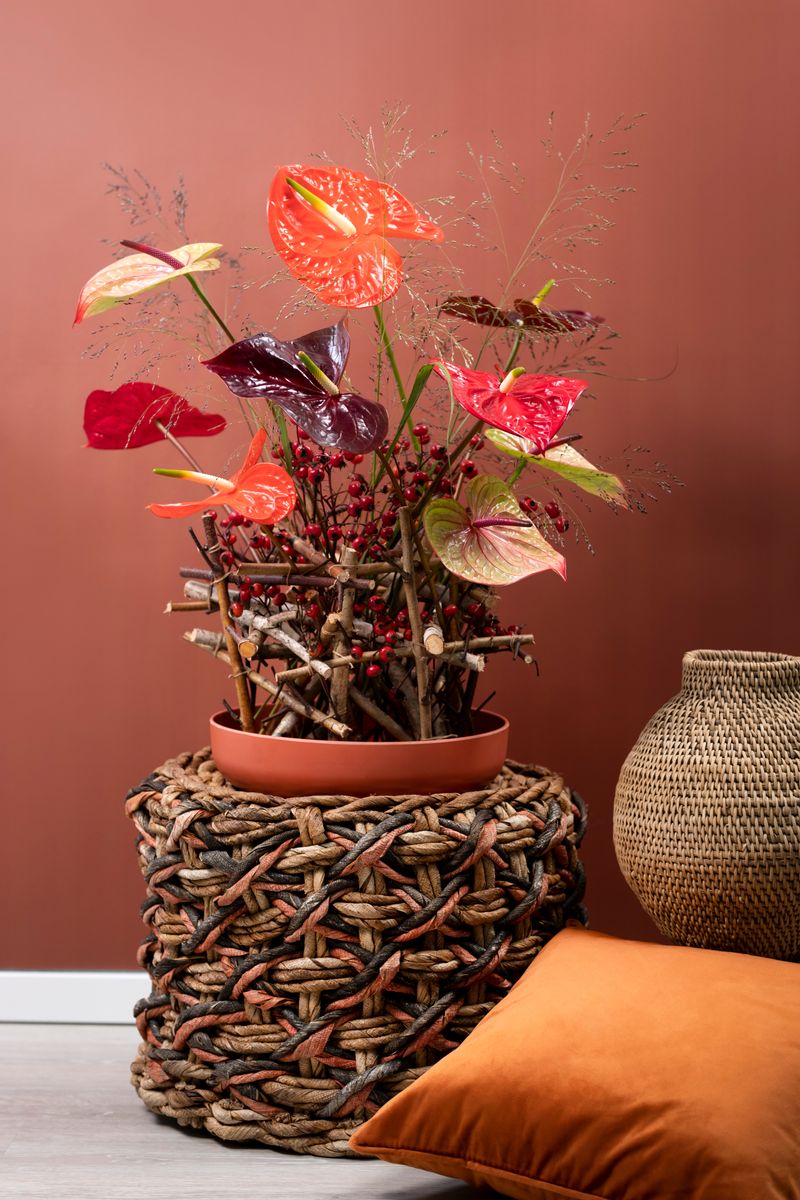 Tequila - Anthurium cut flowers | Anthura