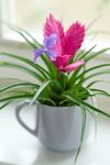 Anthura-Bromelia-Jose