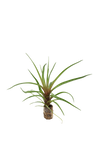 anthura-bromelia-producttype-TIPL