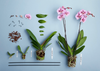 orchidee-2