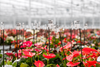 anthurium