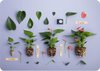anthurium-pot-2