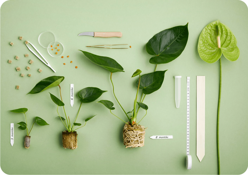 Anthurium | Anthura