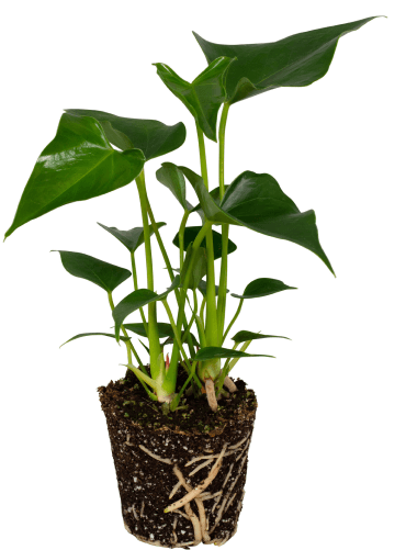 Anthurium | Anthura