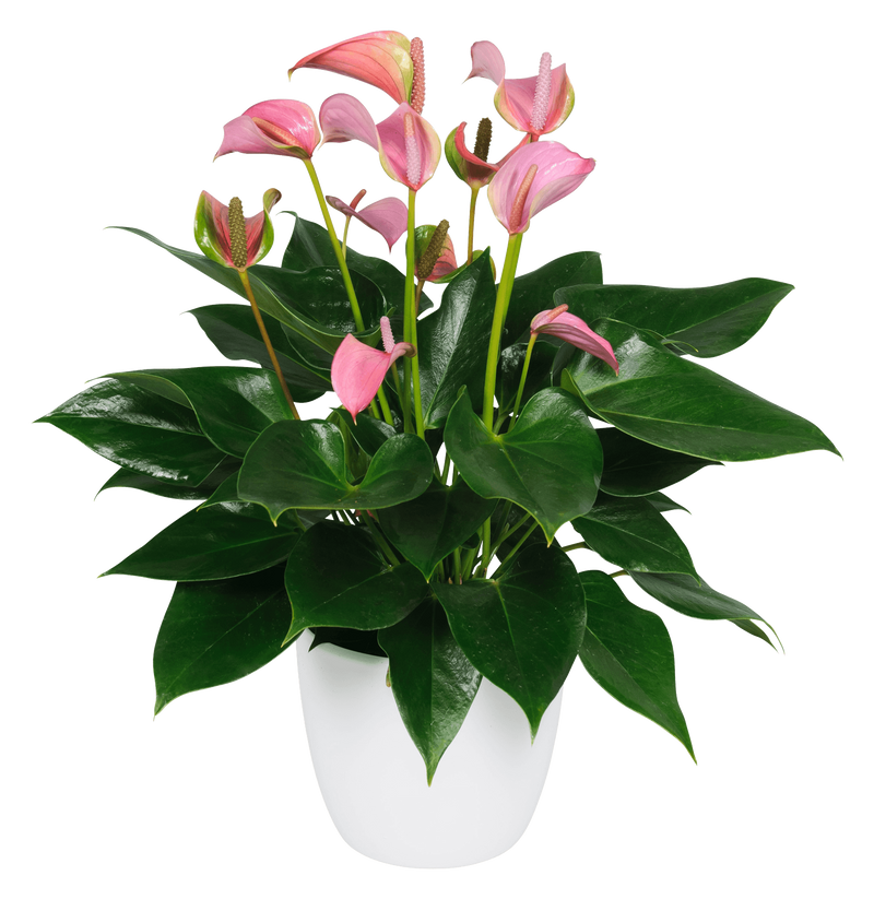 Anthurium pot plants | Anthura