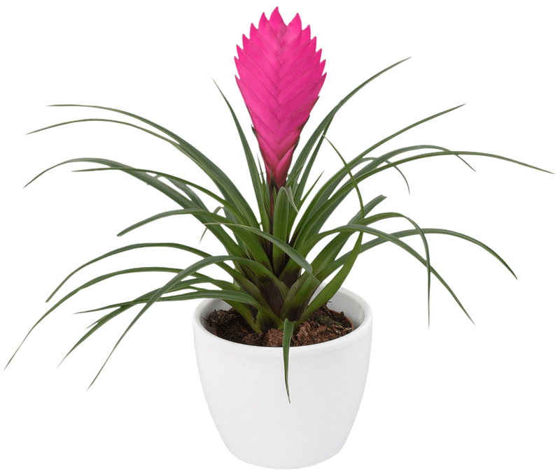Bromeliad pot plants | Anthura