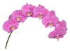 thumbnail-phalaenopsis-snijbloem-buffalo
