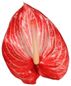 thumbnail-anthurium-snijbloem-singita