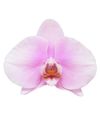 enphalaenopsis-pot-sendai-lilac-106231-0
