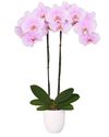 enphalaenopsis-pot-sendai-lilac-106231-1