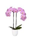 phalaenopsis-potplanten-new-delhi-roze-106351-1