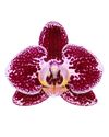phalaenopsis-potplanten-reims-paars-106392-0