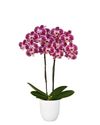 phalaenopsis-potplanten-reims-paars-106392-1