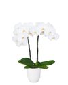 enphalaenopsis-pot-windsor-white-106484-1