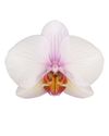 phalaenopsis-potplanten-madrid-creme-106491-0