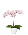 enphalaenopsis-pot-madrid-cream-106491-1