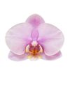 phalaenopsis-potplanten-roskilde-lila-106493-1
