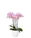 enphalaenopsis-pot-roskilde-lilac-106493-2