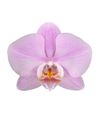 phalaenopsis-potplanten-milwaukee-lila-106513-0