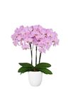phalaenopsis-potplanten-milwaukee-lila-106513-1