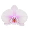 phalaenopsis-potplanten-altea-lila-106516-2