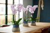 enphalaenopsis-pot-altea-lilac-106516-1