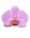 phalaenopsis-potplanten-pittsburgh-roze-106518-0