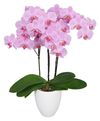 phalaenopsis-potplanten-pittsburgh-roze-106518-1