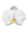 phalaenopsis-potplanten-ghent-wit-106616-0