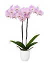 phalaenopsis-potplanten-stavanger-lila-106621-1