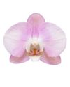 enphalaenopsis-pot-stavanger-lilac-106621-0