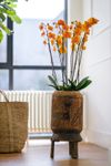 phalaenopsis-potplanten-bologna-oranje-106762-1