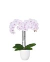 phalaenopsis-potplanten-manta-ambon-lila-106781-3