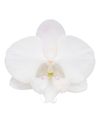 phalaenopsis-potplanten-manta-gili-wit-106787-0