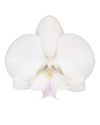 phalaenopsis-potplanten-manta-mindoro-wit-106788-0