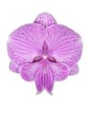 phalaenopsis-potplanten-manta-romblon-lila-106797-0