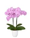 enphalaenopsis-pot-manta-romblon-lilac-106797-1
