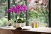 phalaenopsis-potplanten-manta-kalimantan-roze-106801-1