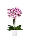 phalaenopsis-potplanten-marrakesh-wit-106866-1
