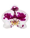 enphalaenopsis-pot-marrakesh-white-106866-0