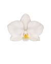phalaenopsis-potplanten-zurich-wit-106960-1