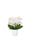 phalaenopsis-potplanten-zurich-wit-106960-3