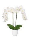 phalaenopsis-potplanten-paisley-wit-107076-1