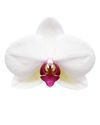 enphalaenopsis-pot-toronto-white-106162-0