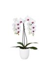 enphalaenopsis-pot-toronto-white-106162-1