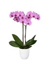 enphalaenopsis-pot-orlando-pink-106571-1