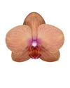phalaenopsis-potplanten-san-marino-koper-106937-2
